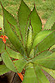 Agave bovicornuta 蕾丝龙舌兰