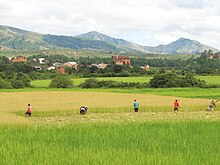 Terraced rice paddies