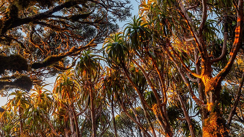 图为于日落时分，新西兰西岸大区卡尼里湖风景保护区内的灌木丛林冠（图右为宽叶龙草树）。
