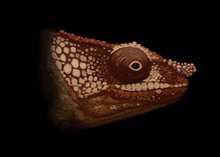 Life Reconstruction of Calumma benovskyi