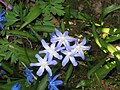 Scilla forbesii