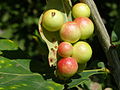 Young Cherry Galls