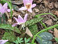 Erythronium dens-canis 'Rose Queen'