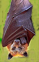 Bat (front page 53,470)