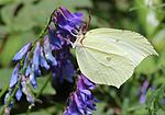 on Vicia cracca, Mount Ibuki, Shiga prefecture, Japan.