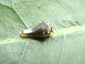 Caterpillar in 2nd instar