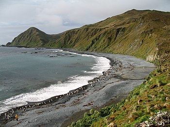 View over Macquarie Island beach (with Royal and King penguins).