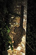 Marbled cat face-down on a tree trunk