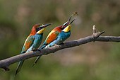 Two colourful birds.