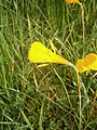 Narcissus bulbocodium