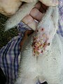Crusty lesions on tail (lamb)