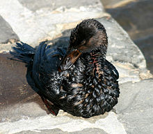 An oiled bird from Oil Spill in San Francisco Bay. About 58,000 gallons of oil spilled from a South Korea-bound container ship when it struck a tower supporting the San Francisco-Oakland Bay Bridge in dense fog on 11/07/07.