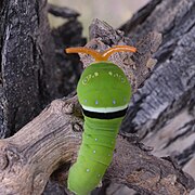 Caterpillar extending osmeterium