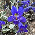 Flower of Penstemon dolius