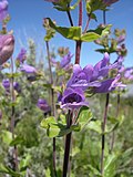 Flowers of Penstemon glandulosus