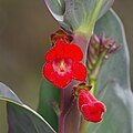 Flower of Penstemon wrightii