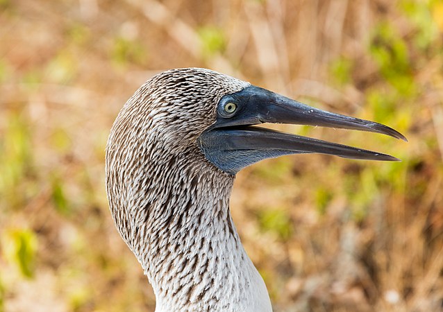 图为蓝脚鲣鸟（Sula nebouxii）的头部特写，摄于厄瓜多尔加拉帕戈斯群岛中的洛沃斯岛。蓝脚鲣鸟为大型海鸟，翼展达1.5米。身长90厘米，其独特的蓝脚非常好认。虽然蓝脚鲣鸟一般会与加拉帕戈斯群岛联系起来（超过一半人口有于该群岛筑巢），但是沿着中南美洲西岸，由加利福尼亚湾到秘鲁都可以找得到牠们。