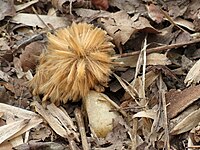 Fruit on ground