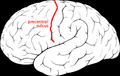 Precentral sulcus