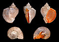 Veined rapa whelk shell