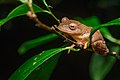 Rhacophorus rhodopus - Phu Kradueng National Park