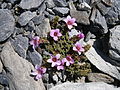 Saxifraga oppositifolia