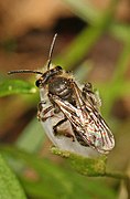 Spring beauty andrena