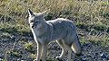 South American gray fox (Lycalopex griseus)