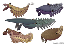 Stanleycaris, Hurdia, Aegirocassis, Peytoia and Cambroraster are all examples of hurdiid radiodonts. These were the most diverse and long lasting of the radiodont families, surviving from the Cambrian up until the Devonian.