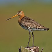 Black-tailed Godwit Uferschnepfe