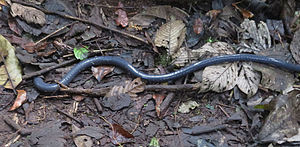 Caecilia nigricans