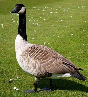 Canada goose