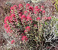 Castilleja angustifolia