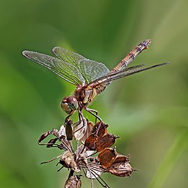 Common darter Sympetrum striolatum ♀ England, UK