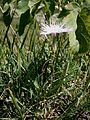 Dianthus hyssopifolius