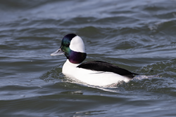 A drake bufflehead at Long Beach Island. (You really should visit in the winter.)