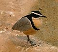 Egyptian Plover