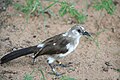 Pied babblers initially fledge with completely brown plumage, this slowly moults and fledglings have a mottled appearance before they gain full adult plumage.