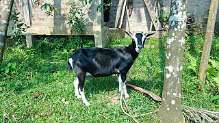 A goat tied to restrict its grazing area