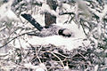 Grey jay nesting in late winter
