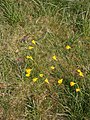 Narcissus bulbocodium group