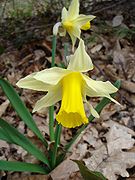 The wild daffodil