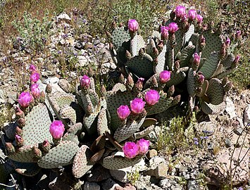 Opuntia basilaris