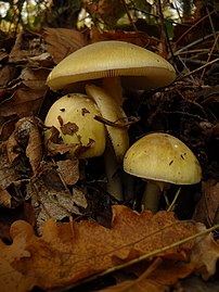 Death caps in French deciduous wood