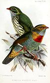 Red-banded fruiteater