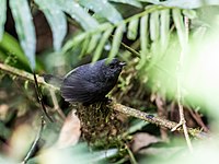 Trilling tapaculo