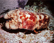 西班牙拟蝉虾（英语：Scyllarides aequinoctialis）