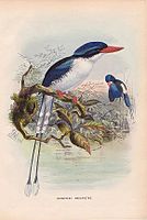Common Paradise-kingfisher