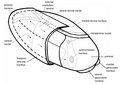 Human left thalamus (left upper rear view)