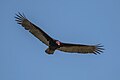 Turkey vulture